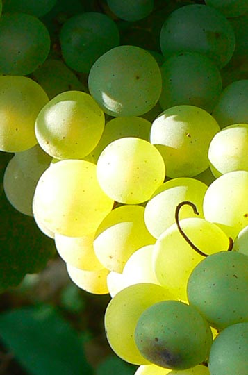 Visite et dégustation au domaine Chartron