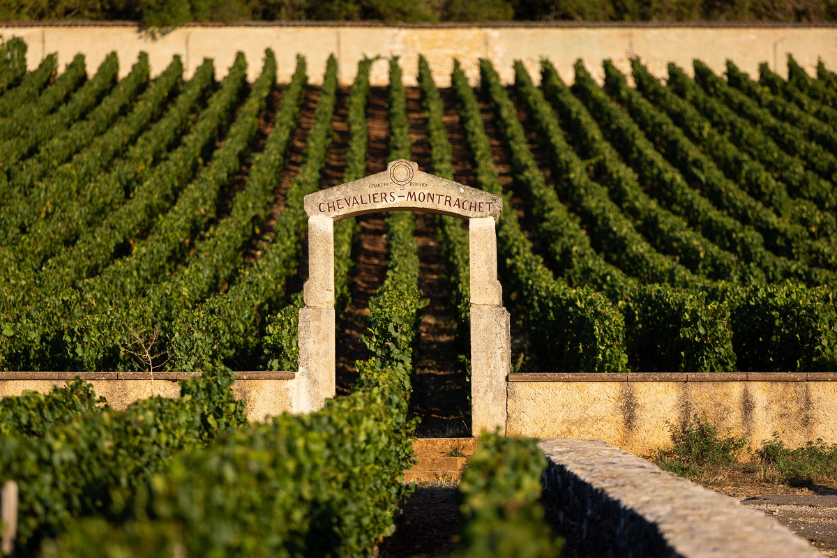 Vue de la parcelle des Chevalier Montrachet Grand Cru Clos des Chevaliers Monopole